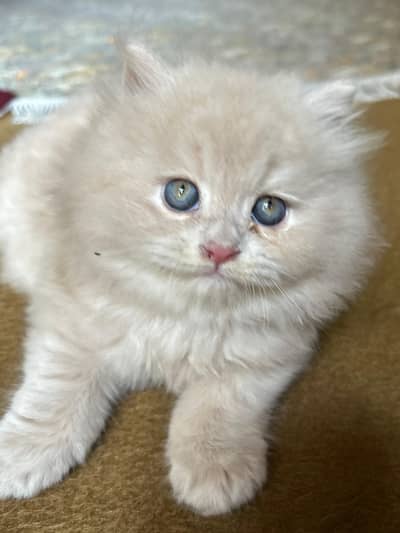 KITTEN FOR SALE