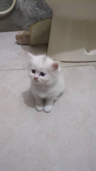 Cat baby's for sale