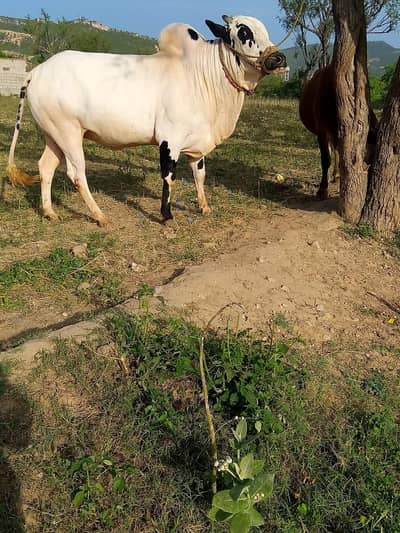 Qurbani bulls. wachay