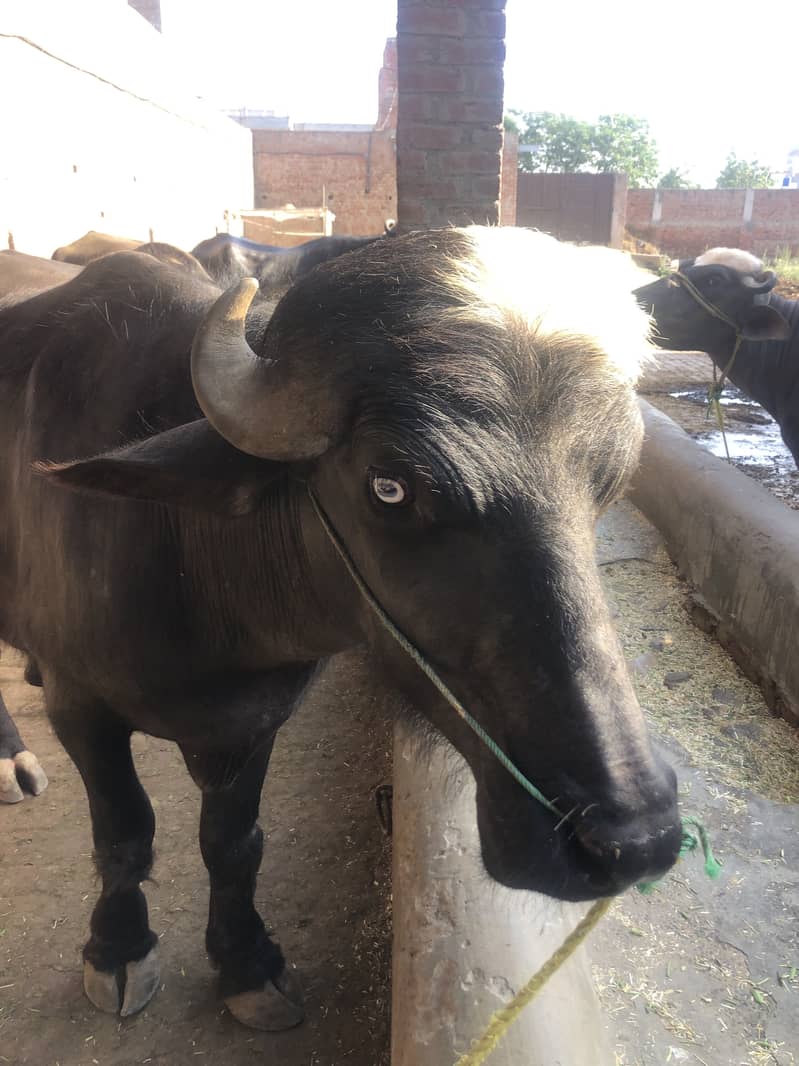 Qurbani ke lie behtreen chohta khas tor par Pathan bahiyon ke lie 1