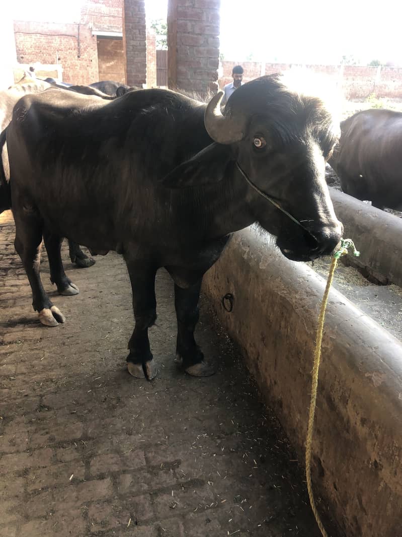 Qurbani ke lie behtreen chohta khas tor par Pathan bahiyon ke lie 2