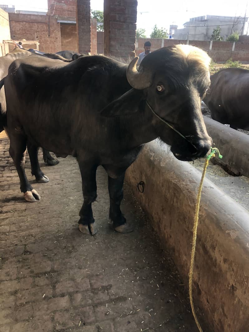 Qurbani ke lie behtreen chohta khas tor par Pathan bahiyon ke lie 3