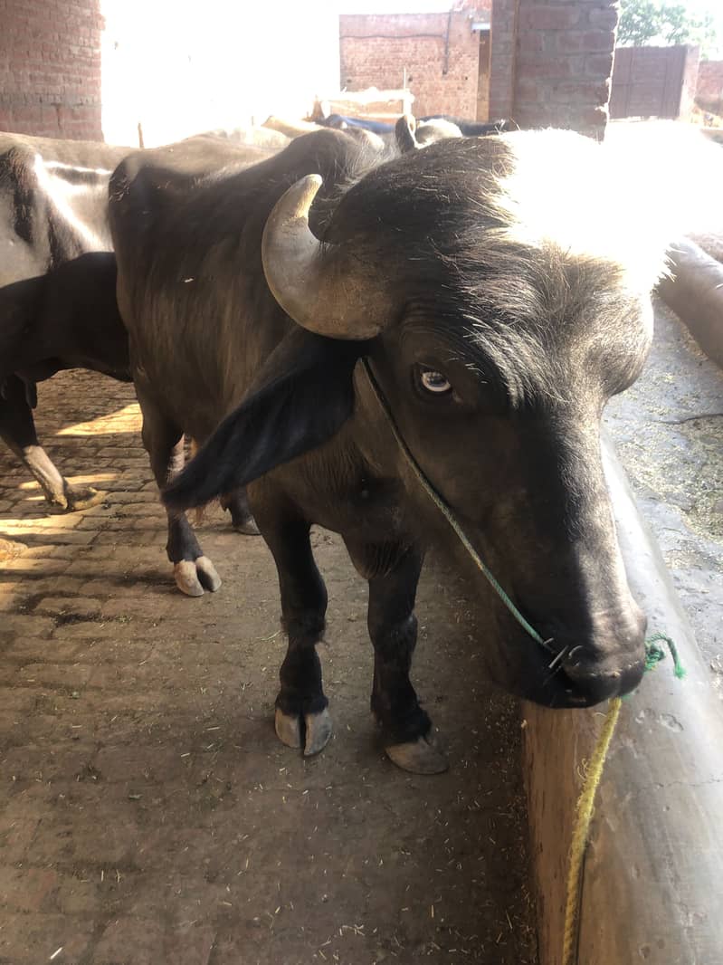 Qurbani ke lie behtreen chohta khas tor par Pathan bahiyon ke lie 4