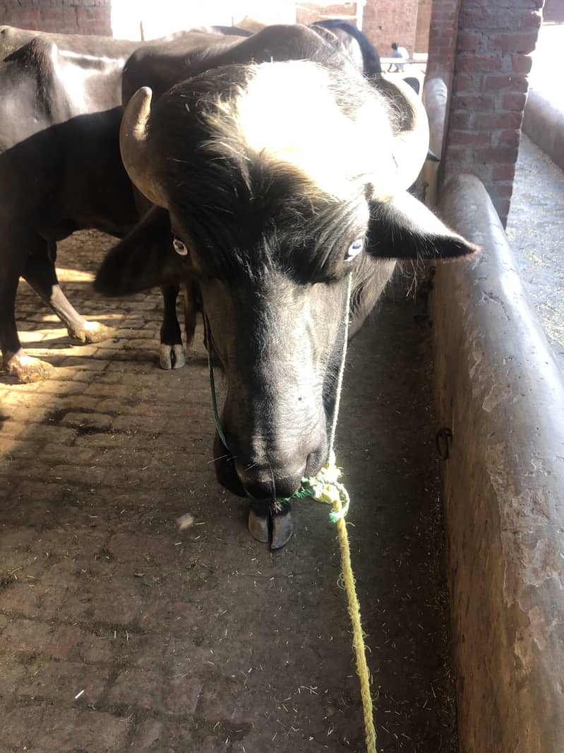 Qurbani ke lie behtreen chohta khas tor par Pathan bahiyon ke lie 5