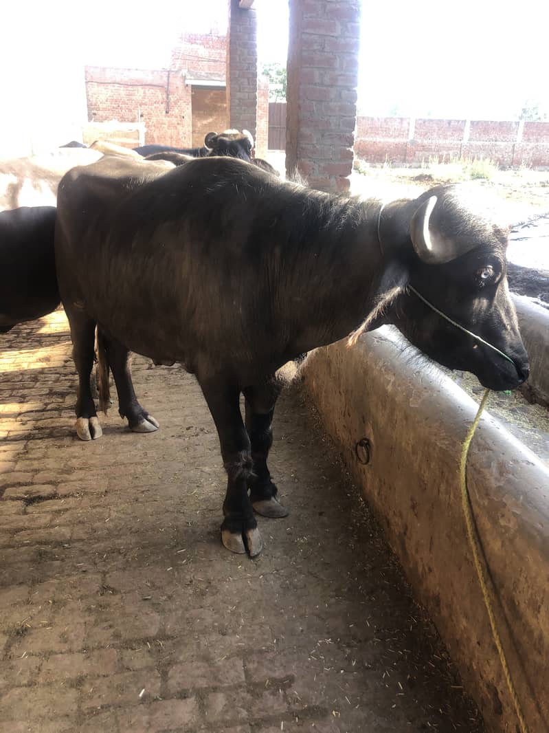 Qurbani ke lie behtreen chohta khas tor par Pathan bahiyon ke lie 6