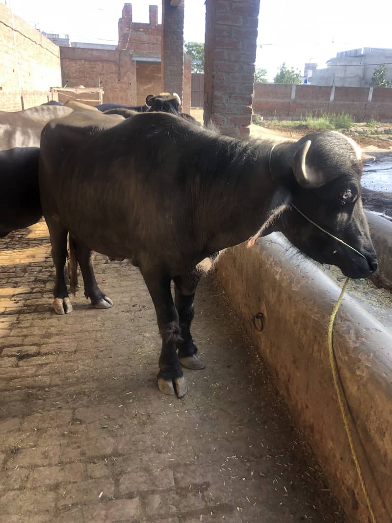 Qurbani ke lie behtreen chohta khas tor par Pathan bahiyon ke lie 7