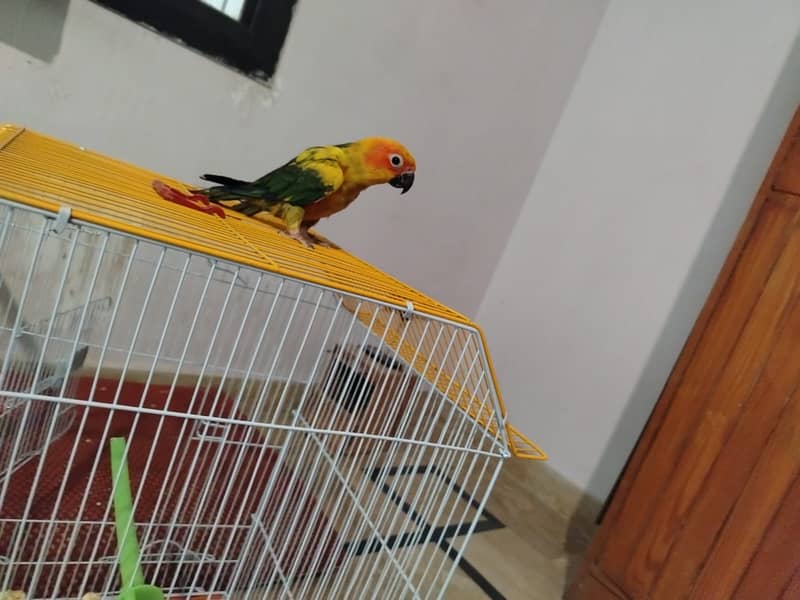 Two  Sun conure chicks 0