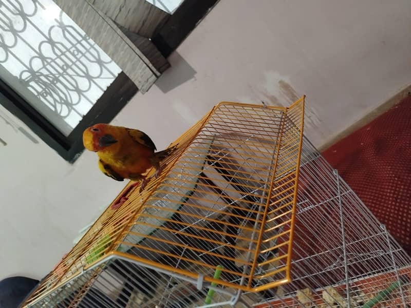 Two  Sun conure chicks 1