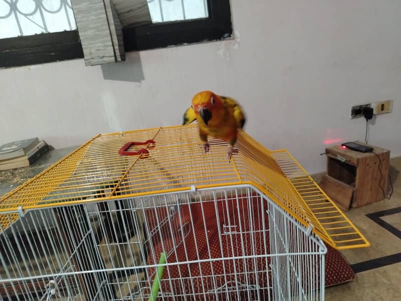 Two  Sun conure chicks 2