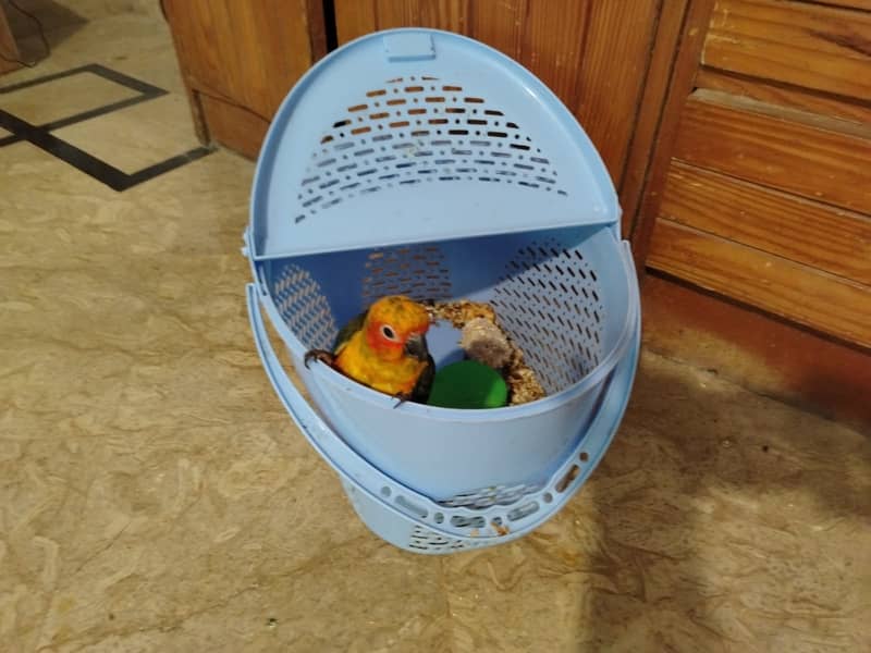Two  Sun conure chicks 3
