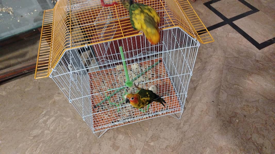 Two  Sun conure chicks 4