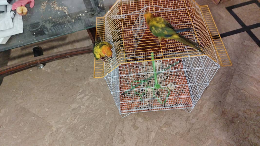 Two  Sun conure chicks 5