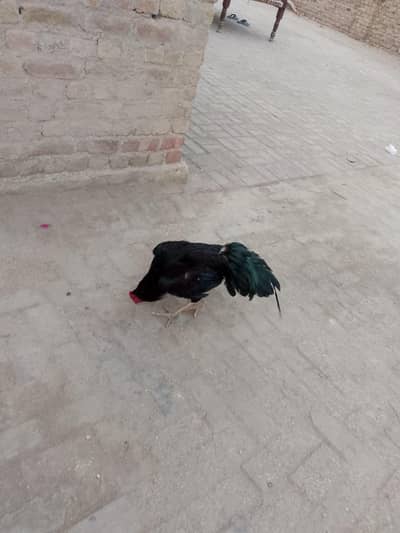 Lakha mushka patha aur Mushki Madi contact number:03138150069