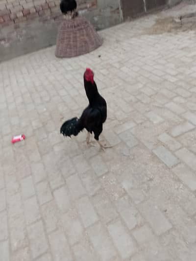 Lakha mushka patha aur Mushki Madi contact number:03138150069