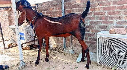 Pure Nagra Desi Bakra  fresh 2 dant sale he 03098287558