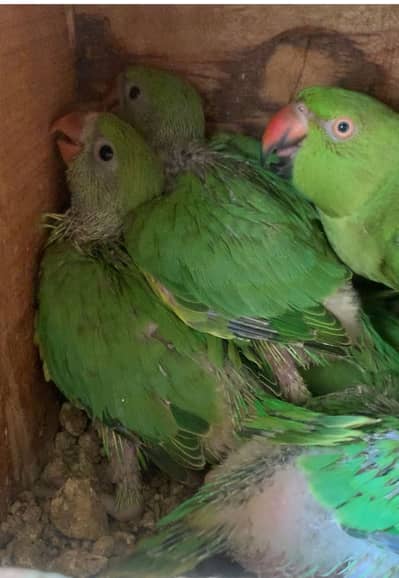 Green birds baby