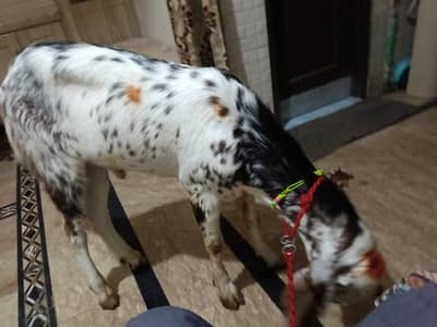 Bakra
