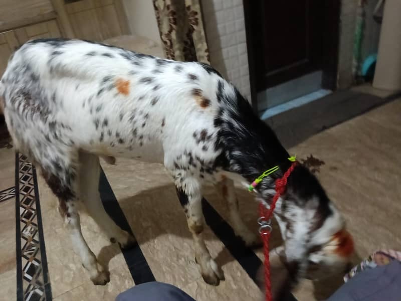 Bakra 0