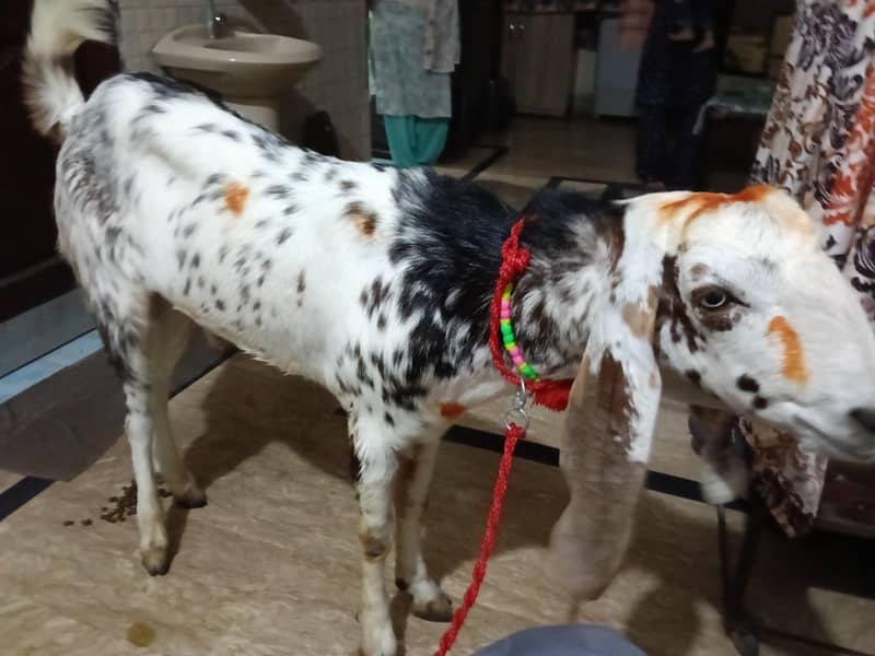 Bakra 2