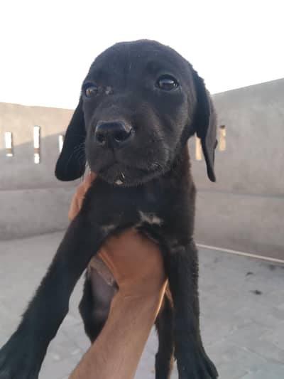 Black Labrador for sale