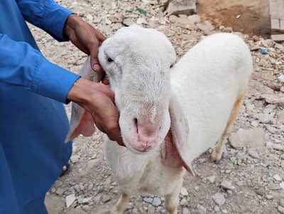 Nukra Gulabi Larkana dumba for sale . . . Suraj Mukhi . . Pink. . pury point