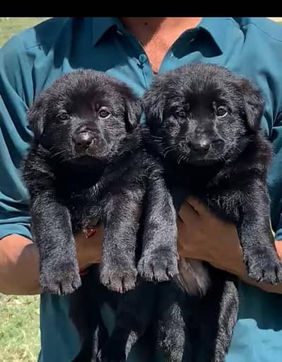 German Shepherd long coat piar available for sale