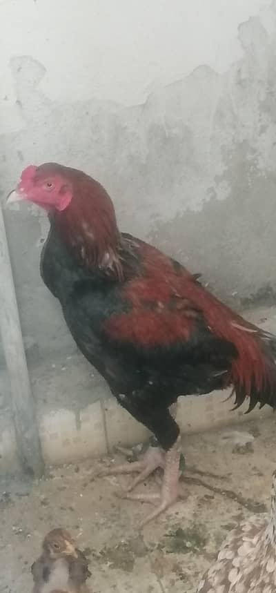 cock.