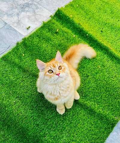  GINGER DOLL FACE PERSIAN FOR SALE
