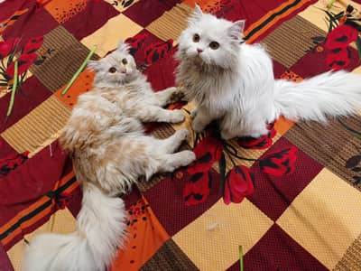 Triple coat persian cat pair
