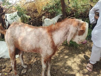 2 daant Bakra | Teddy breed