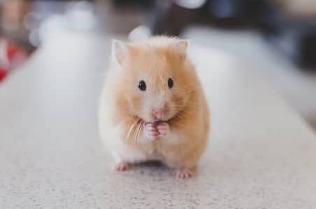 Hamster 4 sale 03234964348