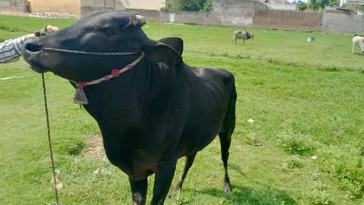 Qurbani 2026