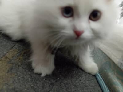 Persian Kitten