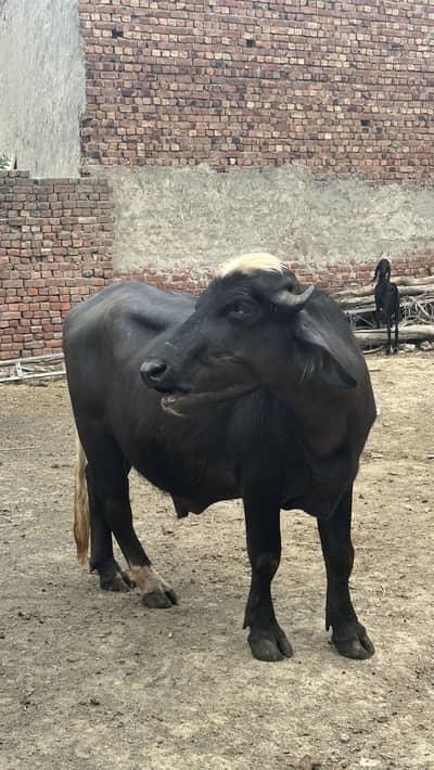 Kata male for sale 5 man plus 03368792398