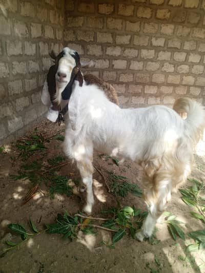 Bakra for Sale