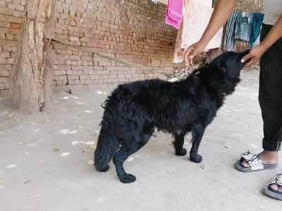 Labrador female