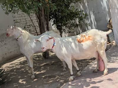 فروخت برائے خاص روسین ٹیڈی نسل کے بکرے اور بکری