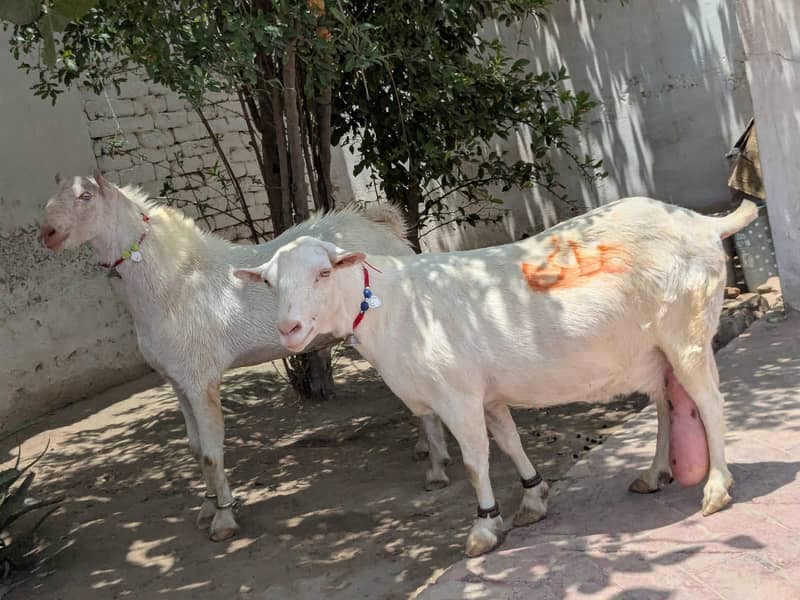 فروخت برائے خاص روسین ٹیڈی نسل کے بکرے اور بکری 0