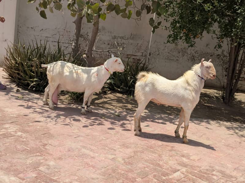 فروخت برائے خاص روسین ٹیڈی نسل کے بکرے اور بکری 1