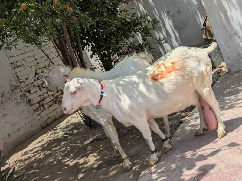 فروخت برائے خاص روسین ٹیڈی نسل کے بکرے اور بکری 3