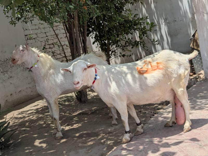 فروخت برائے خاص روسین ٹیڈی نسل کے بکرے اور بکری 5