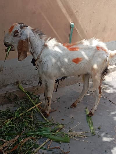 bakra for qurbani
