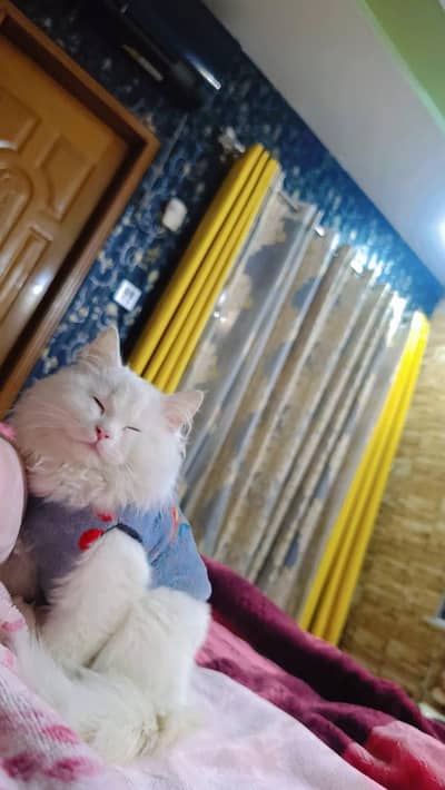 Persian cat