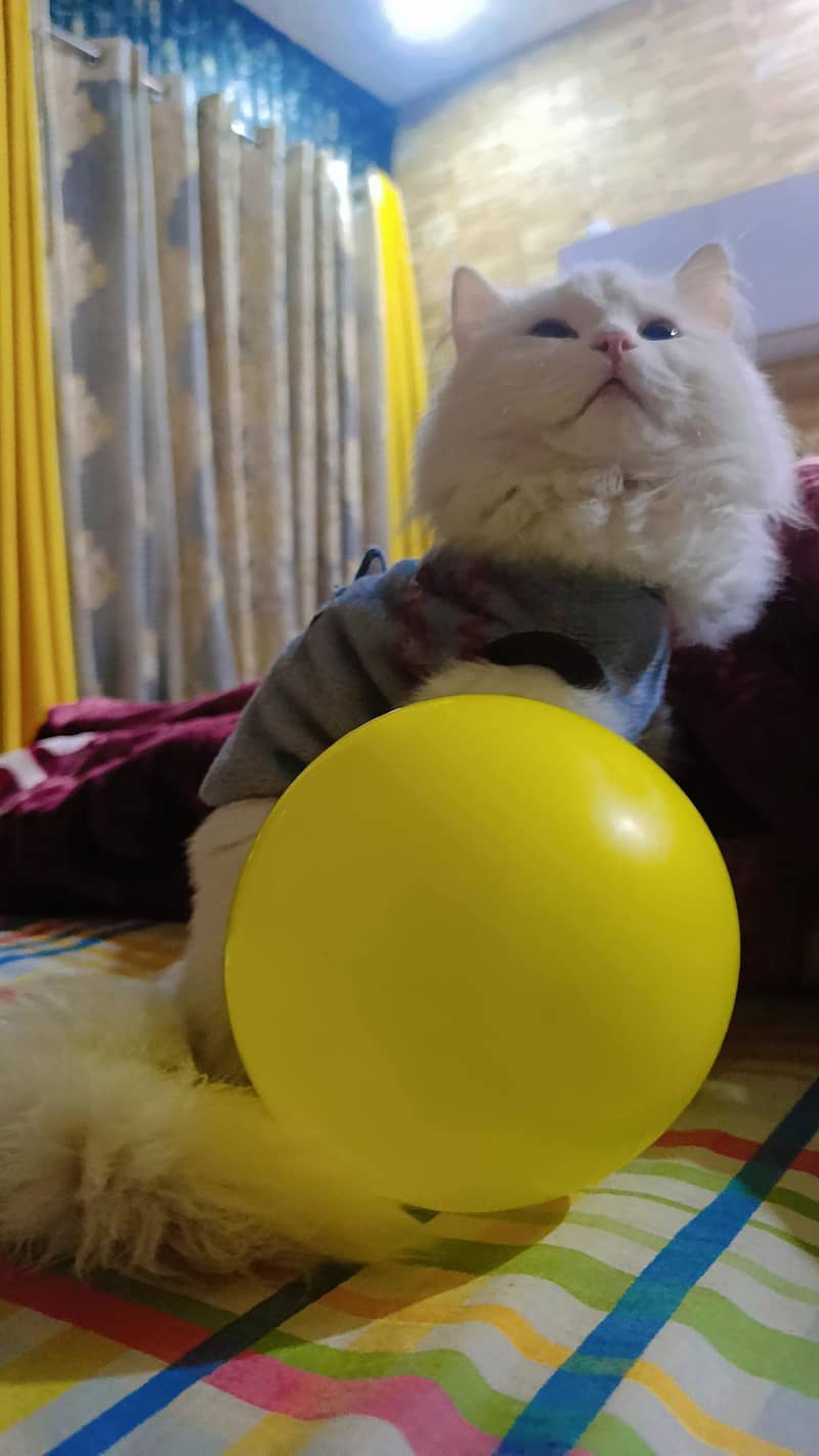 Persian cat 1