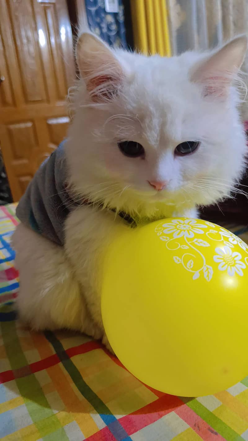 Persian cat 2