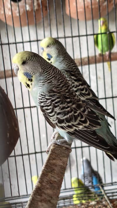 exhibition budgies black face cocktails king size budgies