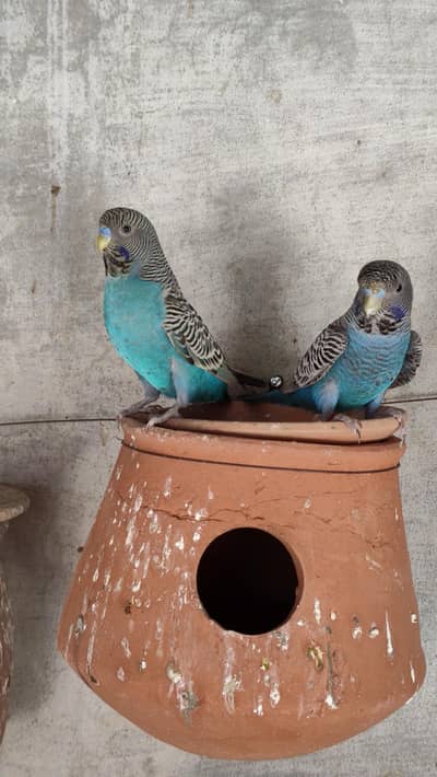 black face budgies 2 males available