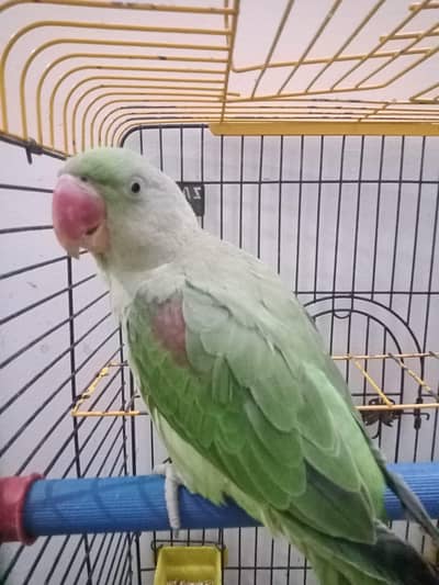 raw parrot with cage