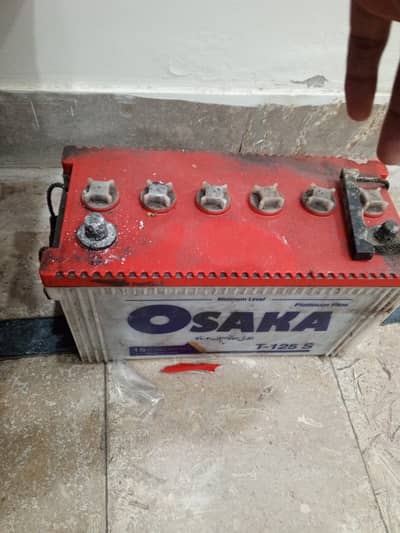 Osaka 1 year old