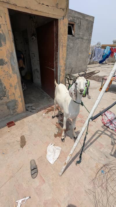 Pure desi Bakra donda ha contact number 03264331307